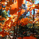 Illustration for article titled Shooting Challenge Fall Leaves Gallery 2